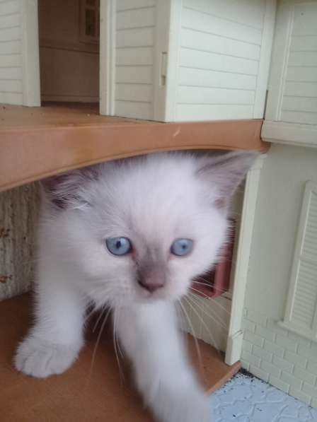 Шотландские котята в Санкт-Петербурге фото 18