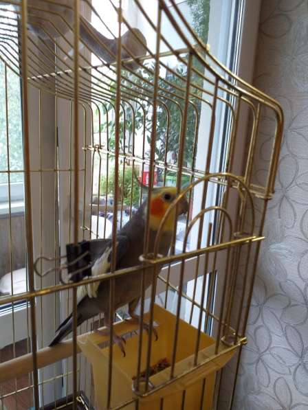 Квартира Островского 111 49,6 кв м в Перми фото 17