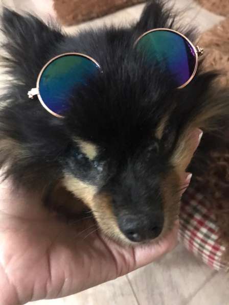 Померанский шпиц! Слепая малышка Бэкки ищет семью! в Москве фото 5