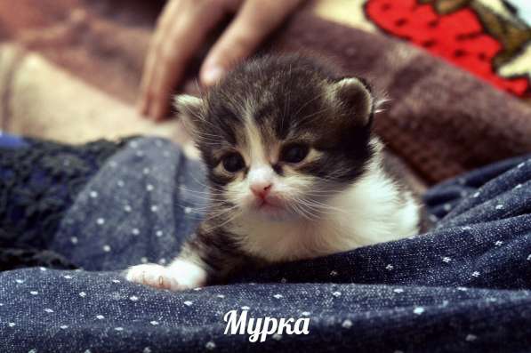 Котята турецкой ангорки в Наро-Фоминске фото 6