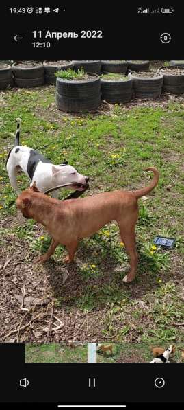 Продаются Питбули в фото 5