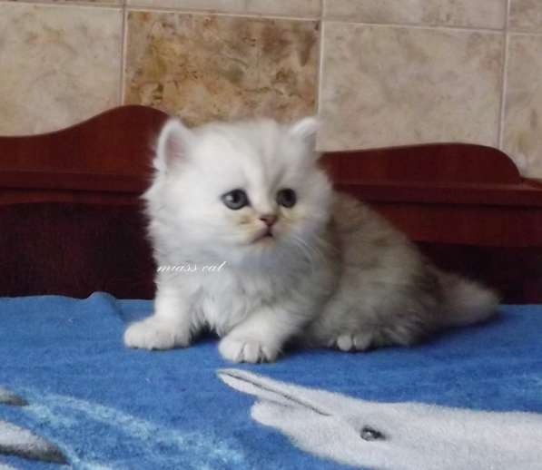 Скоттиш Фолд и скоттиш Страйт в фото 6