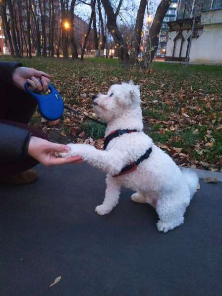 Кинолог, дрессировка, воспитание собак в Москве фото 6