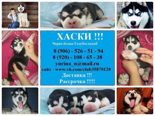 Щеночки Хаски черно-белые. голубоглазые