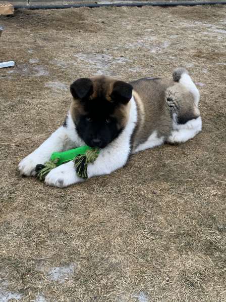 Акита в Ростове-на-Дону фото 102