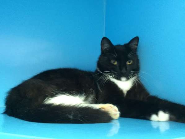 Ласковый котенок Барсик ищет дом! в Москве фото 8