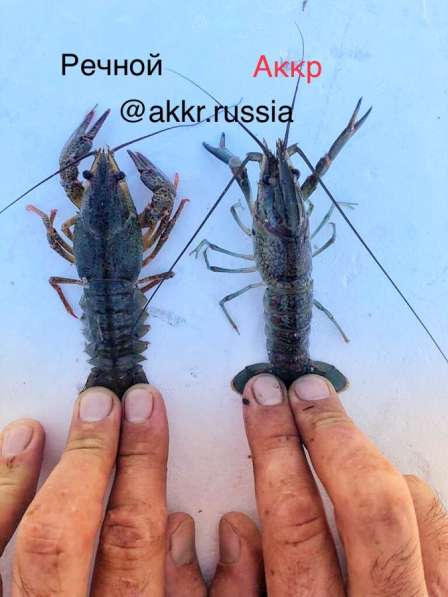 Австралийский красно-клещевой рак в Краснодаре фото 4