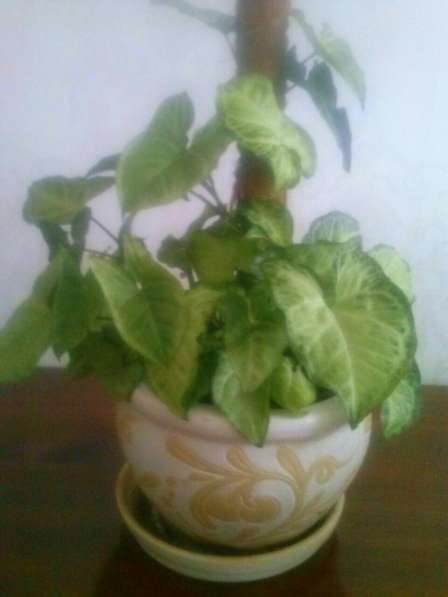 Комнатное растение - сингониум в Хабаровске фото 3