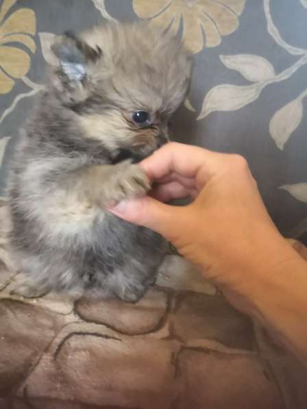 Мини-мишка девочка померанского шпица. Крошечная в фото 18