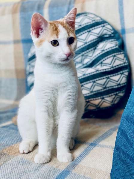 Необыкновенно яркий котенок Сникерс ищет дом в Москве фото 16
