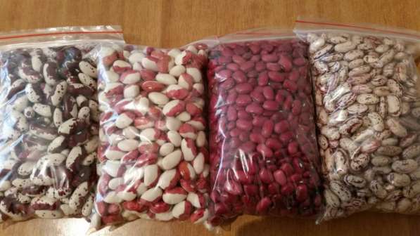 2018 New Crop 100% Natural Beans from Kyrgyzstan в фото 9