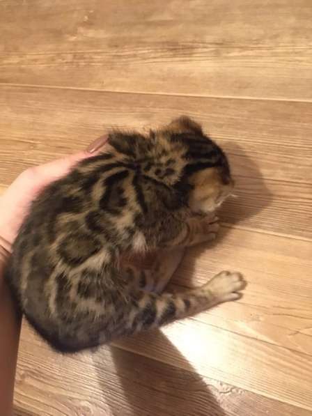 Бенгальские котята❤️ в Перми фото 15