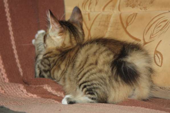 Курильский бобтейл в Волгограде фото 6