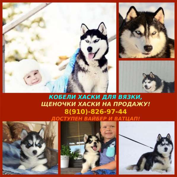 Черно-белые кобели хаски для вязки