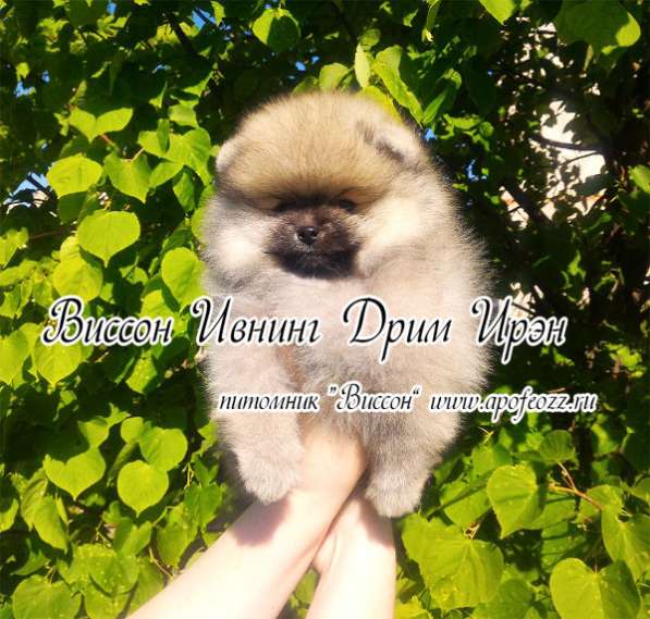 Самые очаровательные и привлекательные в Подольске фото 5