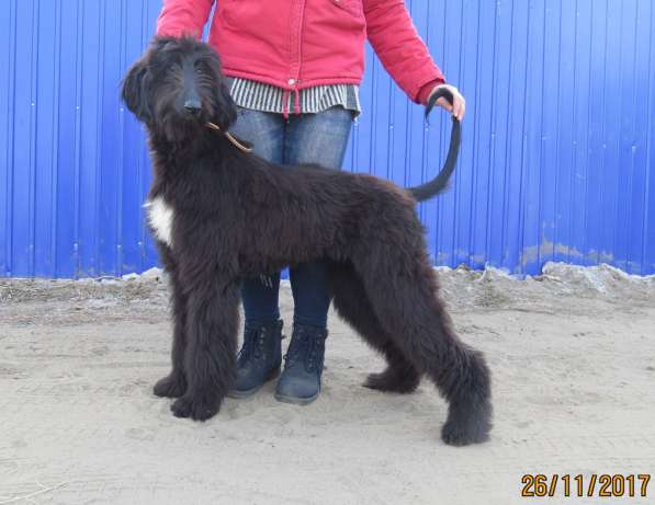 Молодой кобель афганской борзой в Чите фото 13