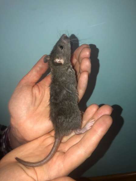 Крысята Корниш-рекс в Краснодаре фото 3