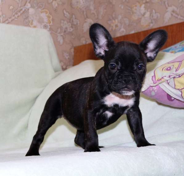 Щенки Французского бульдога питомник в Челябинске фото 7