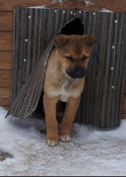 Я щенок и ищу дом! в Воскресенске фото 15