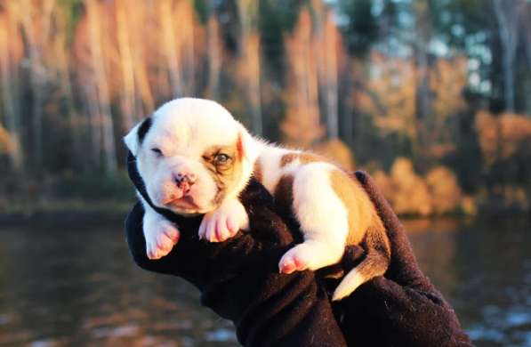 Американские бульдоги в Москве фото 12