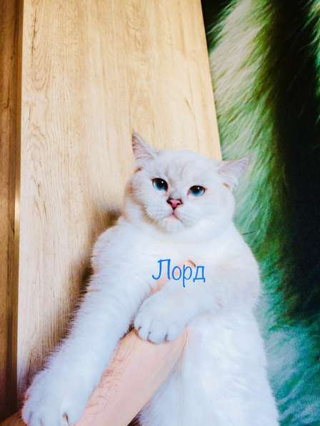 Голубоглазый котенок Лорд в Самаре фото 3