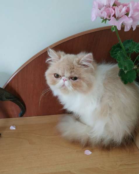Персидский котенок, кошечка в Симферополе фото 3