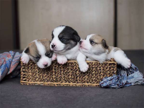 Щенки вельш корги пемброк в Москве фото 9