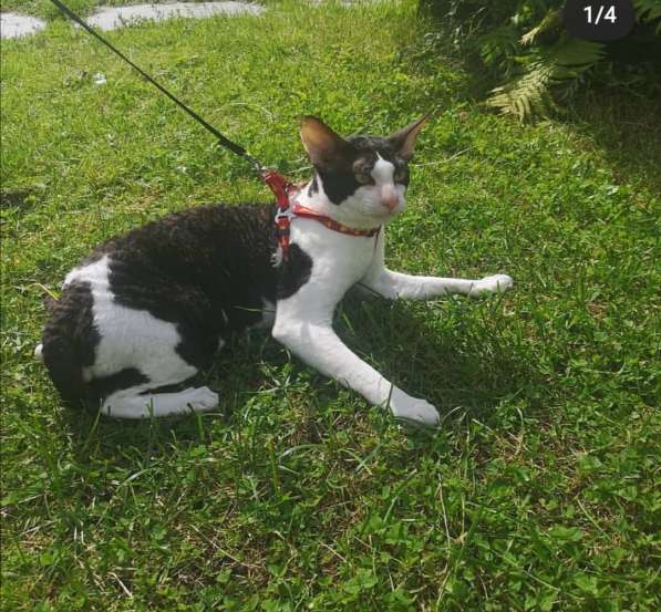 Кот для вязки в Москве фото 4