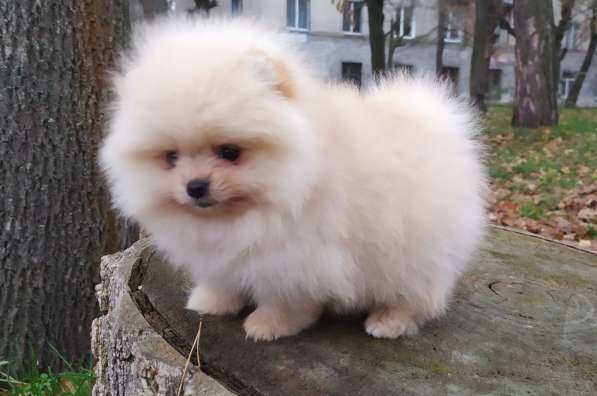 Pomeranian spitz. Mini girl в фото 4
