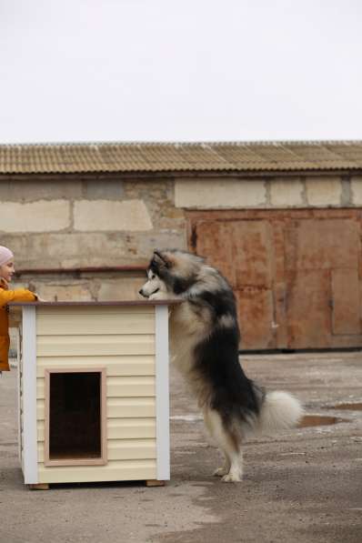 Аренда собаки для фотосессий в Севастополе фото 11