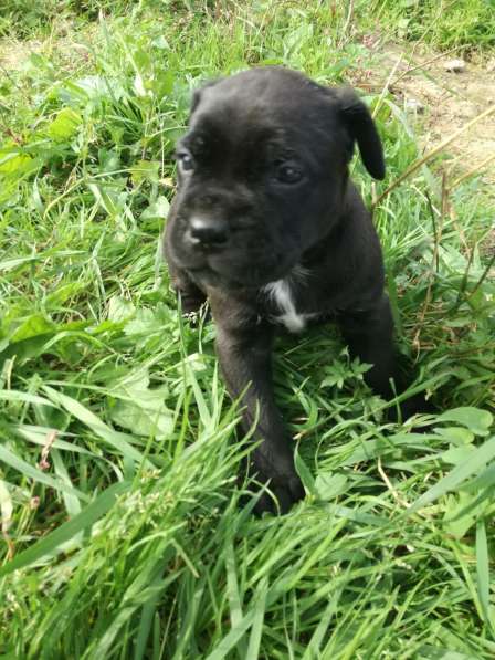 Продам девочку кане корсо. Родилась 10 в Калуге фото 20