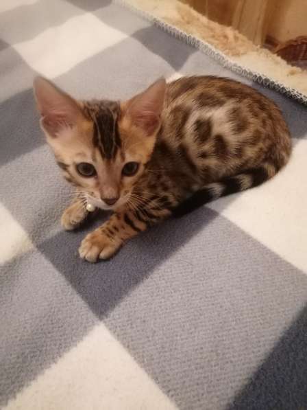 Котята в фото 7