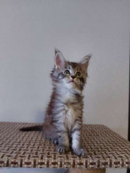 Котята Мейн Кун в Нижнем Новгороде фото 15