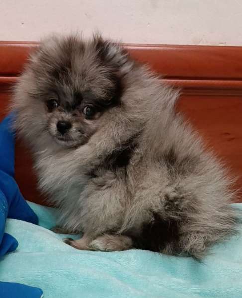Померанский шпиц. Merle