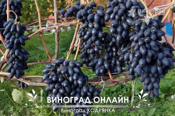Саженцы элитных сортов неукрывного винограда в Ульяновске фото 4