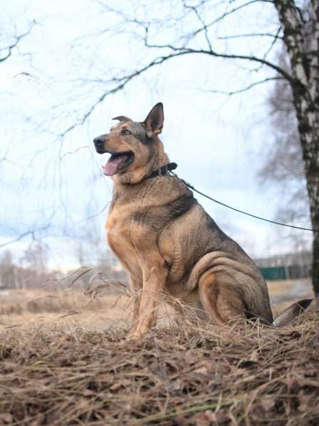 Большой добрый Борман ищет семью в Москве фото 8