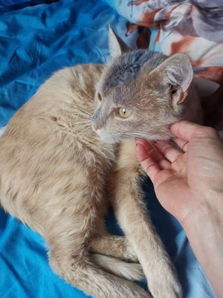 Найден красивый персиковый котик в Лыткарино