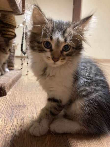 Котёнок девочка в Москве фото 8