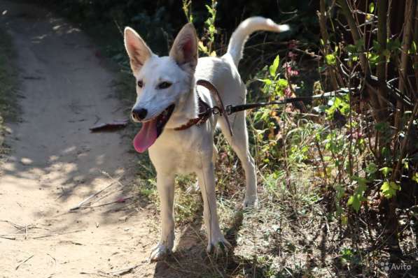 Собака в добрые руки в Саратове фото 19