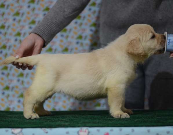 Щенки лабрадора ретривера в фото 21