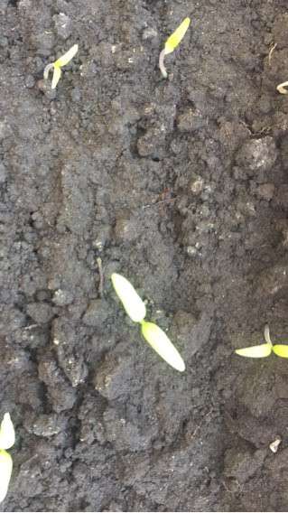 Участок ижс в Ульяновске