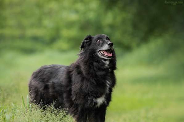 Весёлая, ласковая Чукча ищет семью в Москве фото 26