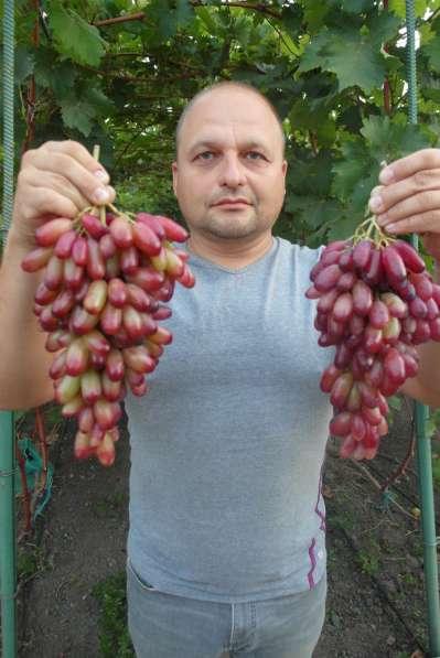 Продам саженцы и черенки винограда в фото 6