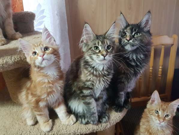 Взрослые девочки из питомника, возможно в совладение в Екатеринбурге фото 35