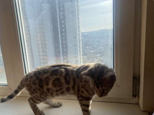 Котёнок породы бенгал, окраса "сепия" ждёт хозяина в Владивостоке фото 3