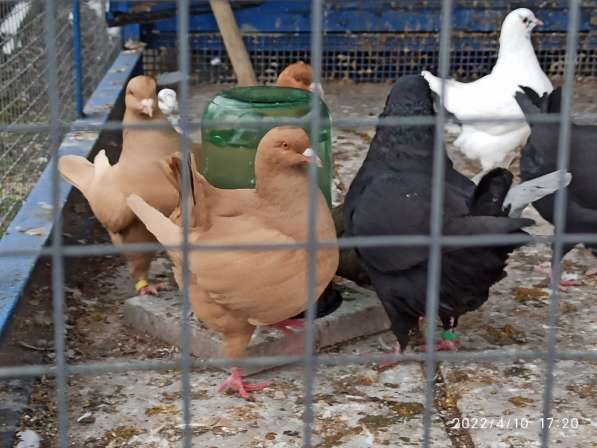 Голуби Кинги в фото 6