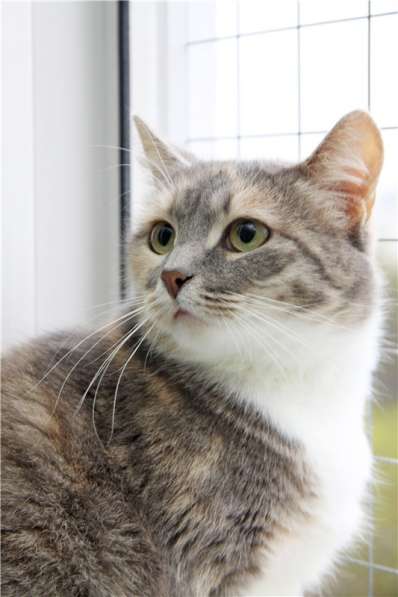 Нежная девочка Грета ищет дом