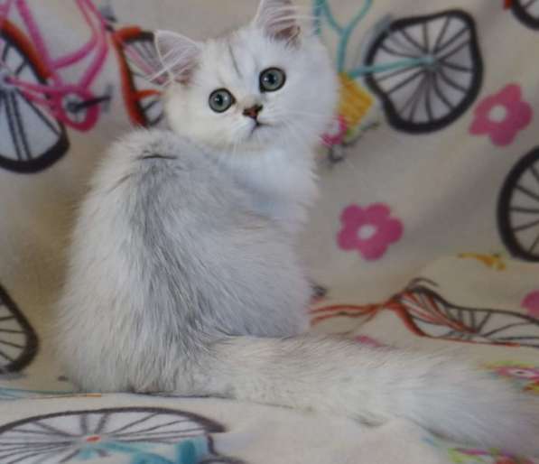 Шотландские котята в фото 4