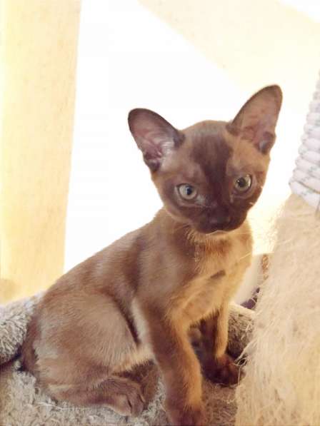 Котенок породы бурманская европейская, цвет соболь