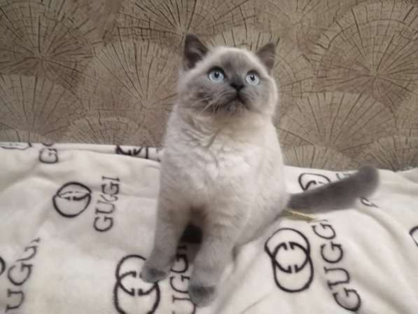 Продаётся британский котёнок 9 месяцев в Санкт-Петербурге фото 7